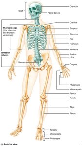 Anterior view of the human skeleton highlighting the axial skeleton in green