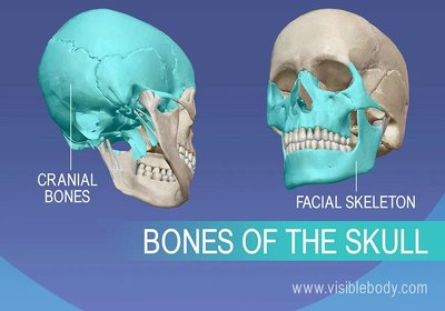 Bones of the skull: cranial bones and facial skeleton