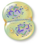 Diagram of telophase and cytokinesis