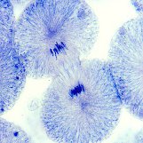 Photomicrograph of telophase/cytokinesis