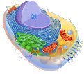 Diagrammatic view of a composite animal cell