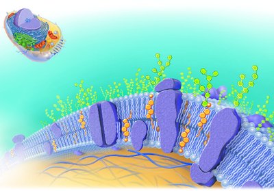 Structural details of the plasma membrane