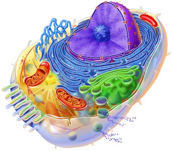 Structure of the generalized cell with labeled organelles