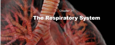 Chapter 21 The Respiratory System title slide