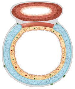 Cross-section of the trachea showing C-shaped cartilage