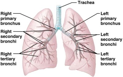 Bronchial tree: trachea, primary, secondary, and tertiary bronchi
