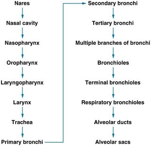 Airflow pathway from nares to alveolar sacs