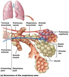 Structures of the respiratory zone: terminal bronchiole, respiratory bronchiole, alveolar duct, alveolar sac, alveoli