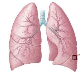 Alveoli and pulmonary capillaries