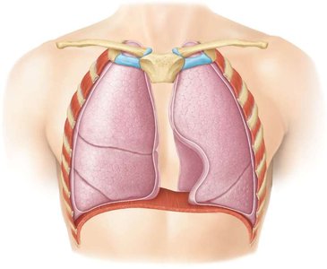Lungs and pleural membranes