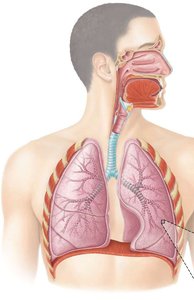 Anatomy of the respiratory system showing lungs, trachea, and diaphragm