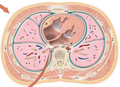 Cross-section of thorax showing pleural cavity