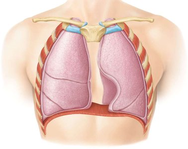 Lobes and divisions of the right and left lungs