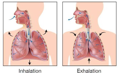 Inhalation and exhalation mechanics