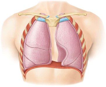 Muscles involved in inhalation and exhalation
