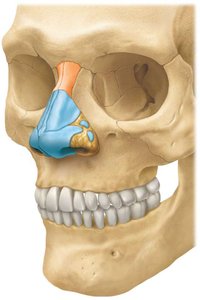 Bones of the nasal cavity