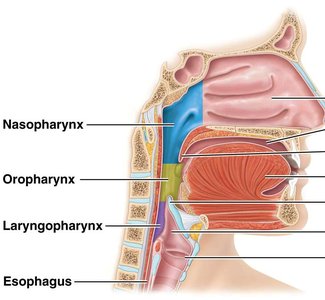 Regions of the pharynx: nasopharynx, oropharynx, laryngopharynx, and esophagus
