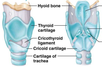 Laryngeal cartilages: hyoid bone, thyroid cartilage, cricoid cartilage, cartilage of trachea