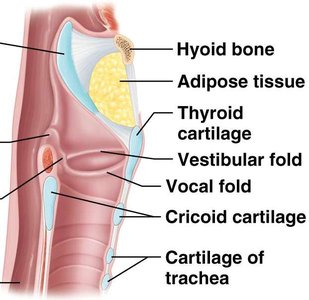 Sagittal section of the larynx showing vestibular and vocal folds