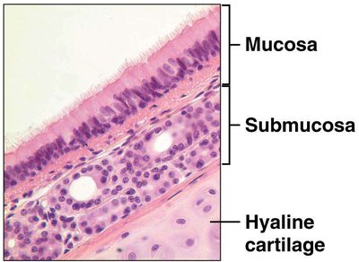 Histology of the tracheal wall showing mucosa, submucosa, and hyaline cartilage