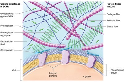 Anatomy & Physiology Histology Study Guide for Students | Notes