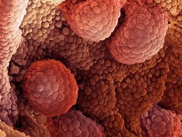 Microscopic view of cells