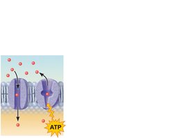 Transport protein function