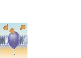 Receptor protein function