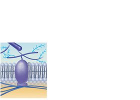 Attachment protein function