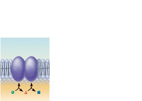 Enzyme protein function