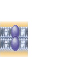 Cell adhesion molecule function
