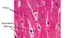Tight junctions between cells