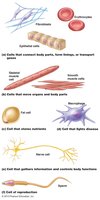 Types of human cells