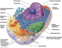 Generalized cell structure