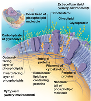 Fluid mosaic model of plasma membrane
