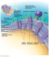 Membrane proteins in plasma membrane