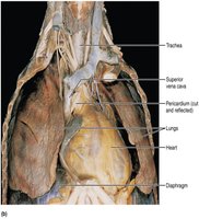Labeled thoracic organs in human
