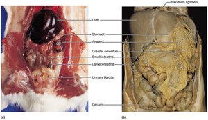 Abdominal organs in rat and human dissection