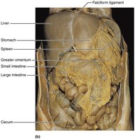 Labeled abdominal organs in human