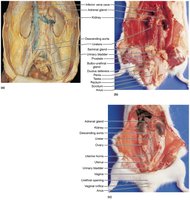 Deep structures of the abdominopelvic cavity