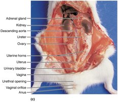 Labeled deep abdominopelvic organs in female rat