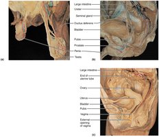 Overview of human reproductive organs