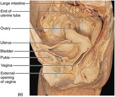 Additional labeled reproductive anatomy