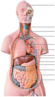Summary diagram of human organ systems