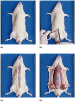 Stepwise rat dissection: securing and initial incision