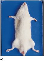 Rat secured for dissection