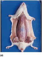 Thoracic and abdominal cavities exposed