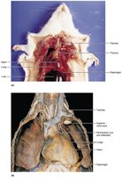 Superficial organs of the thoracic cavity in rat dissection
