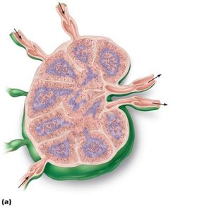 Internal structure of a lymph node
