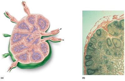 Lymph node structure and photomicrograph